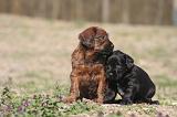 BRIARD 204
